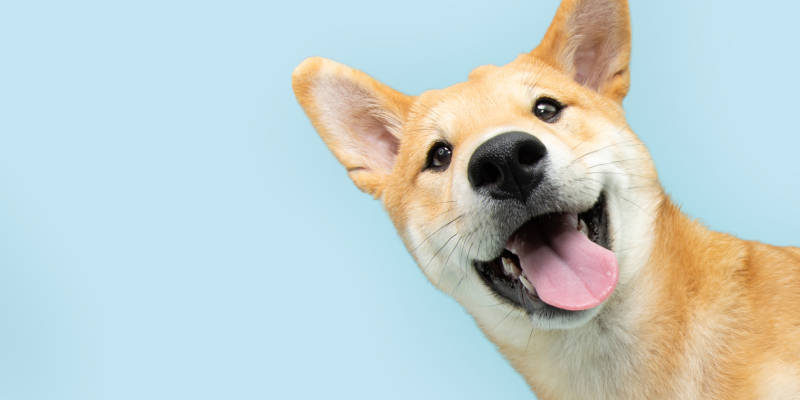 About Shear Joy Pet Salon in Davenport, Florida
